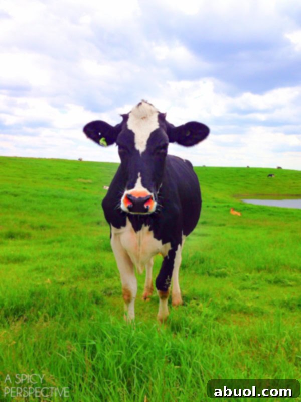 Meet Helen the Cow: A Friendly Face at the Dairy Farm