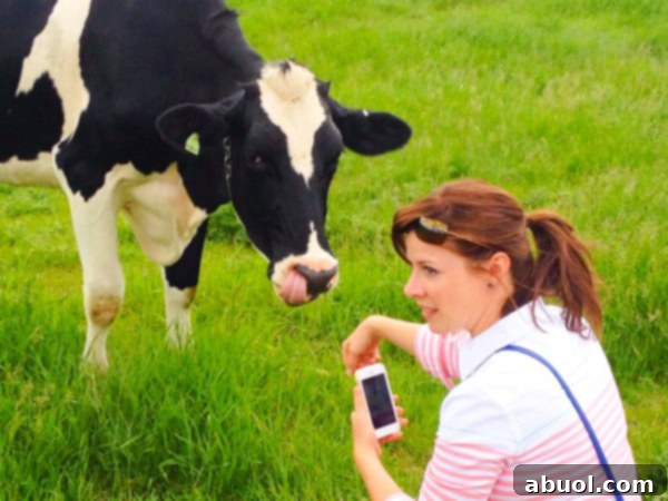 Helen the Cow's Gentle Greeting on the Farm