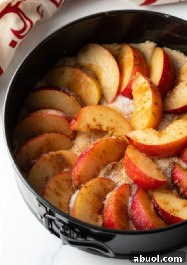 An easy rustic plum cake cooling in a springform pan, showcasing its beautiful golden crust and plum topping.