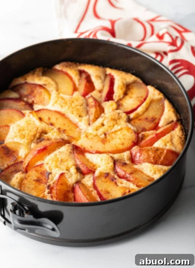 Easy plum cake in a springform pan, ready to be served, highlighting its rustic charm.