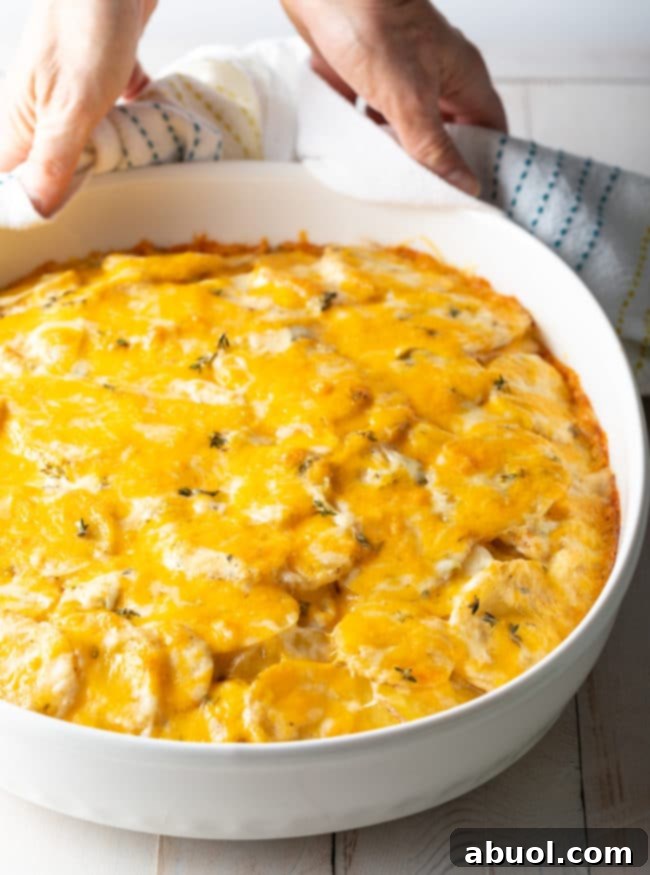 Hot and bubbly Cheesy Scalloped Potatoes au Gratin in a baking dish, fresh from the oven, with melted cheese crust.