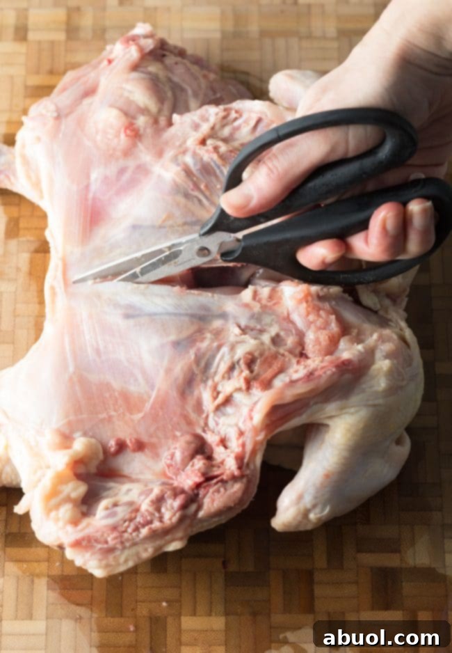 Continuing to cut the backbone of a raw turkey with kitchen shears, illustrating the spatchcocking process.