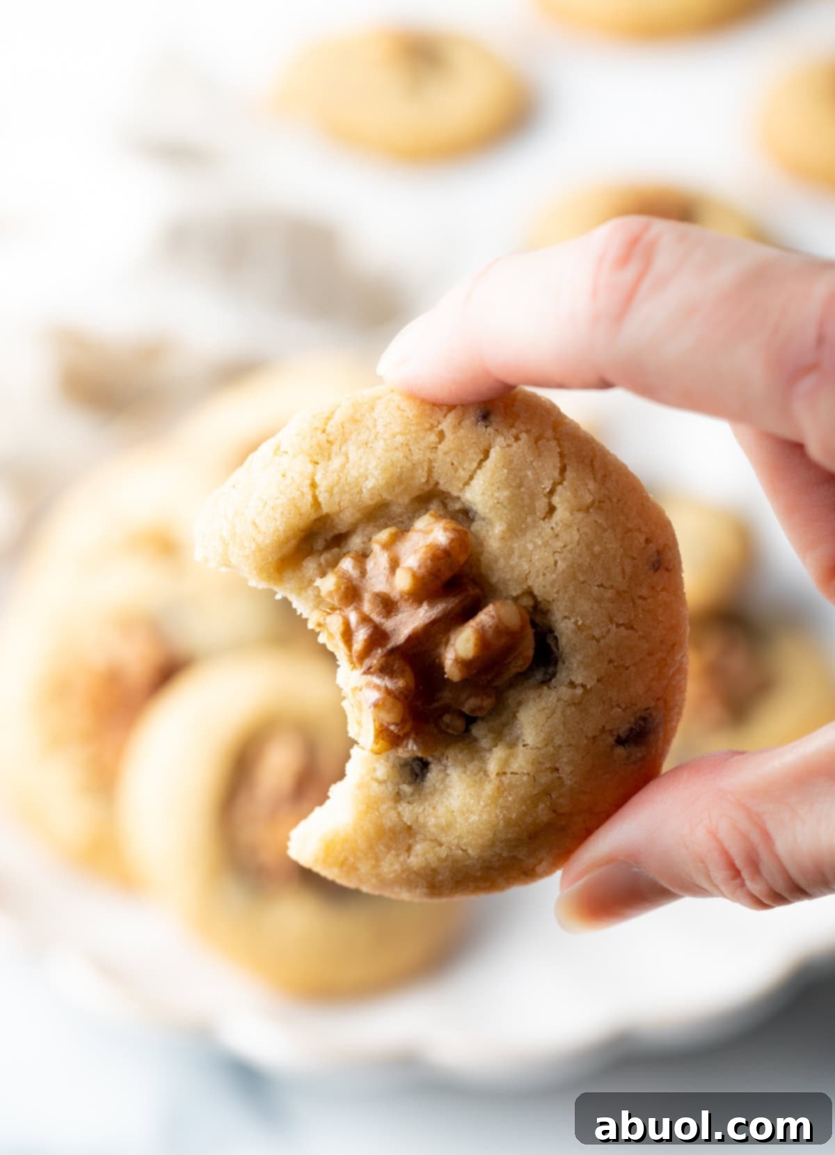 A hand holding a chocolate chip walnut cookie.